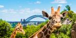 Win a Sydney Holiday Package for 2 Worth $1,925 from The Big Bus 