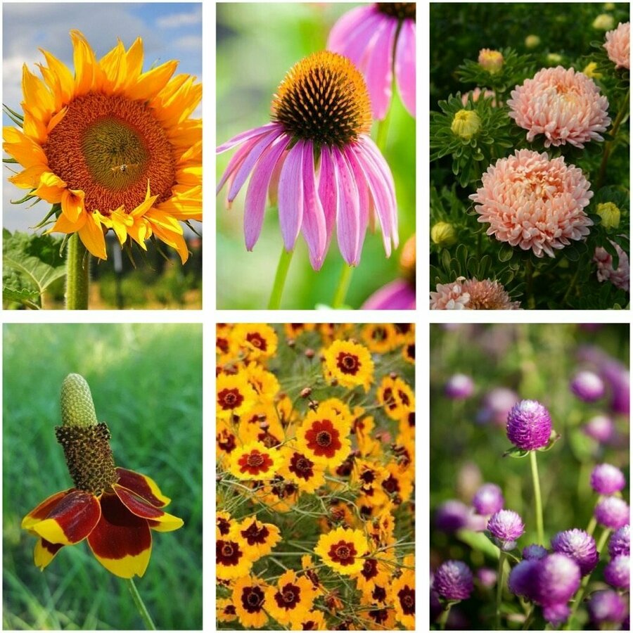 Late Summer Blooms Flower Seed Pack (6 Varieties) $12 (was $23) + Free 