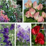Sweet Pea Flower Seed Value Pack (5 Varieties) $10, Normally $22.50 + Free Shipping (Excludes WA + NT) @ Veggie Garden Seeds