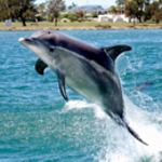 [WA] 10% OFF 1 & 1.5 Hour Dolphin & Scenic Canal Cruise @ Mandurah Cruises