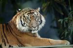 Buy an Adult Ticket Get a Child Ticket Free Taronga Zoo Only with VISA 