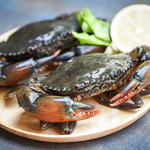 [NSW] Live Male Mud Crabs 1kg $38, Aussie Shore Crabs (Frozen) $9.95/kg (Min $40 Order) + Delivery (Sydney Only) @ FishMe