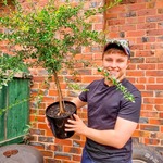 Win a Finger Lime Tree from Melbourne Bush Foods