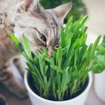 1000x Cat Grass Seed + 300x Cat Nip Seed $5 + Free Shipping @ Veggie Garden Seeds (Excludes WA + NT)