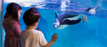 [NSW] SEA LIFE Sydney Aquarium 2 Tickets for The Price of 1 (Adults: $42, Children: $29.50) via Experience Oz