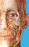 [iOS, Android] Human Anatomy Atlas 2023 - Complete 3D Human Body $1.49 (Was $38.99) @ Apple App & Google Play Stores