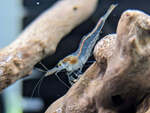 Native Glass Shrimp $3 (Normally $5) Each + $13.99 Express Postage ($0 SYD C&C) @ Sydney Aquascapes