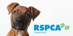 $20 Cats, $99 Dogs at RSPCA QLD Pop up Adoption, Southbank