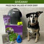 Win an Automatic Ball Launcher, Harness, a Chilly Penguin, Freeze Dried Raw Treats Bundle (Worth $300) from Bargain Boss