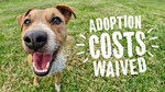 [NSW] Free Dog Adoptions (Was $500) @ RSPCA NSW