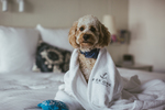 Win 2 Nights’ Accommodation at Pier One Harbour Sydney for 2 Adults and 1 Pet Dog Worth $1,000 [No Travel]