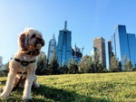 Win a Weekend in Melbourne with Your Best Fur Friend Valued at $1200 from Time Out [VIC, No Flights]