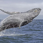 [NSW] 4-Hour Whale Watching Cruise with BBQ Lunch or Hot Breakfast for $65.55 Per Person @ Groupon