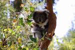 2 for 1 Admissions to Healesville Sanctuary between 23 -29 July 2016 (RACV Membership Required)