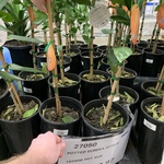[ACT] 165mm Tall Orange Trees $9.97 @ Costco Canberra (Membership Required)
