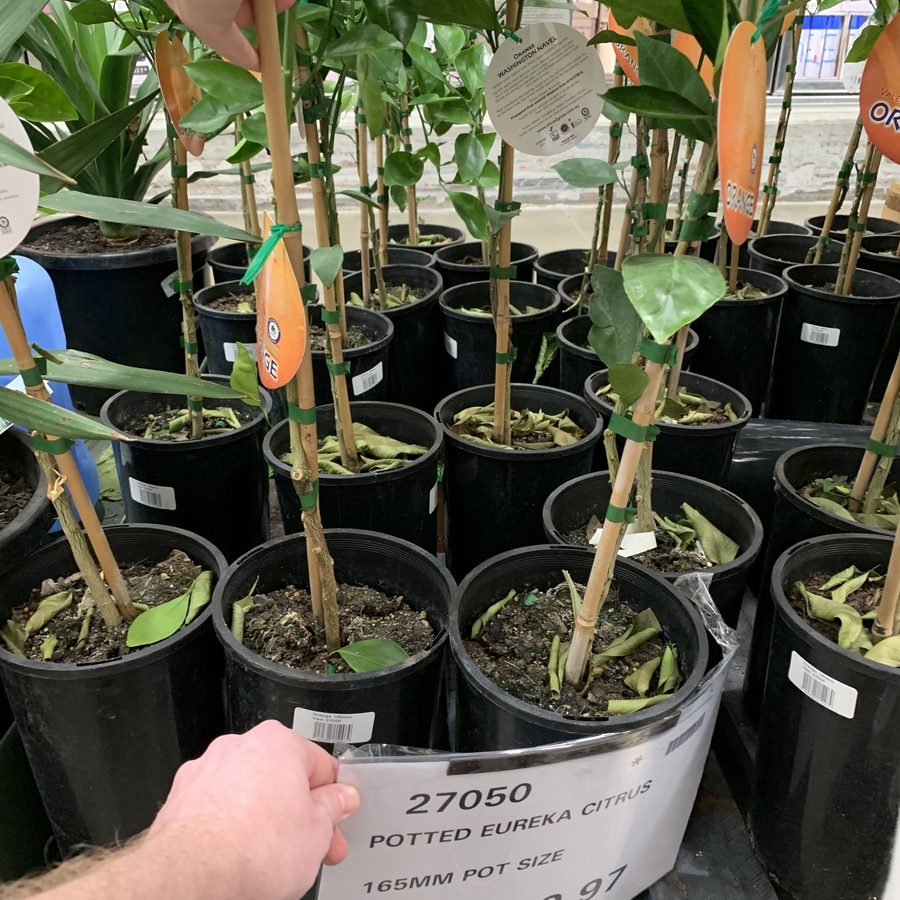 [ACT] 165mm Tall Orange Trees 9.97 Costco Canberra