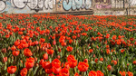 [VIC] Free Tulips Sunday (1/9) @ Seafarers (Northbank Melbourne)