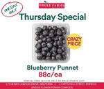 [NSW] Blueberry Punnet 125g $0.88 @ Wholefarms Enfield / Milperra