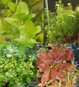 10+ Stems Aquarium Plant Combo $9.99 + $3.99 Postage ($0 SYD C&C) @ Sydney Aquascapes