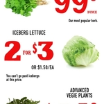 [NSW, ACT] Iceberg Lettuce $1.50, Coriander $0.99, Baby Bok Choy $0.99 @ Harris Farm