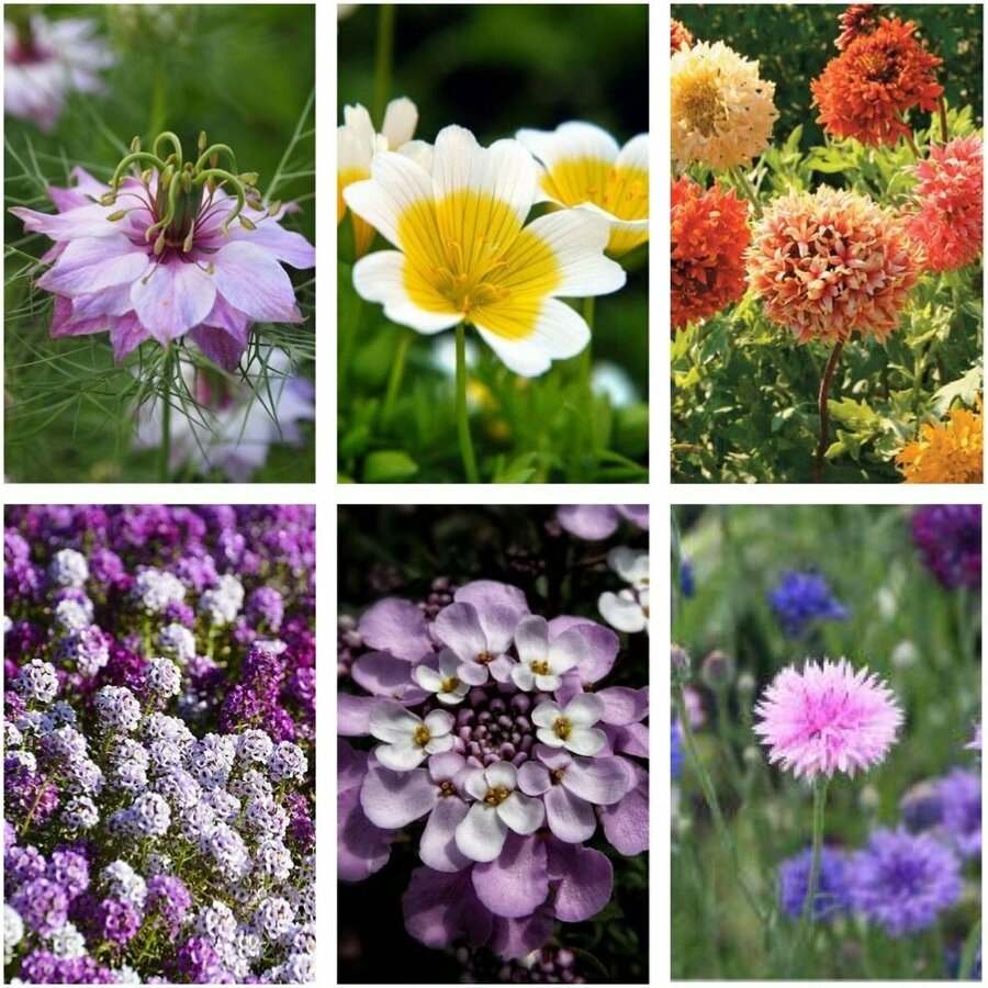 Autumn Flower Seed Value Pack (6 Varieties) Now $12, Normally $21 ...