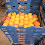 [VIC] Calypso Mangoes $15 Per Tray @ Sacca’s Fine Foods, Blackburn