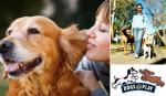 Surry Hills 1 full day Doggie Daycare incl 1 hour walk & spa treatment for $60 normally $153