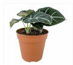 25% of Alocasia Black Velvet $26.25 + Delivery (Free on Orders over $100) @ Indoor Plants