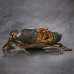 [NSW] Mud Crab A Grade 1.1kg $59, U10 Big King Prawn $33/kg, 30% off Sashimi Tuna $13.95/250g (Min $40 Order, SYD Only) @ FishMe