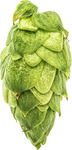 Home Brew Citra Hops 2021 $6.80 100gm + Shipping (Free QLD Pickup) @ The Yeast Platform