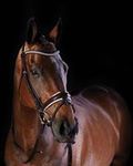 Win a Collegiate Horse Bridle Worth $249.99