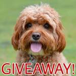 Win 1 of 20 Single Packs of Bravecto 3 Monthly Flea and Paralysis Tick Treatment for Dogs misslucythecavoodle
