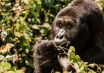 Win a G Adventures Culture & Wildlife of Uganda & Rwanda Tour for 2 Worth $9,598 from Broadsheet