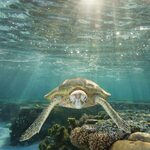 Win an Underwater Print of Your Choice Worth $1250 from Pure Underwater Imaging