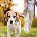 FREE: Dog Microchipping for Ipswich City QLD Council Residents
