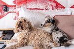 Win 1 of 6 Pet Friendly Staycations Worth up to $3,000 from Qantas