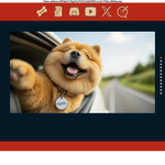 Win Solana Tokens (Worth ~A$50) from Doginc Meme