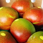 Kensington Pride Mangoes $10/Tray or $12/Tray for R2E2 (2nds) A2ZMangoes in Rockhampton QLD
