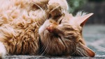 Win 1 of 6 Cat Lovers Prize Packs (Includes Cat Lovers Show Ticket, Food Bundle + More) [VIC - Open to Leader Newspaper Areas]