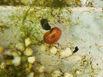 Red Ram Horn Aquarium Snail (Aquarium Cleaner) $4.99 Each + $3 Postage ($12 Express, $0 SYD C&C) @ Sydney Aquascapes