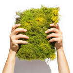 Standard Grade Fern Moss 20cm X 30cm Bag $11.25 + $7.87 Delivery ($0 with $40 Order) @ Koda Moss