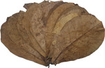 Giant Indian Almond Leaves (for Natural Aquarium Health) $11.99 + $3 Postage ($0 SYD C&C) @ Sydney Aquascapes