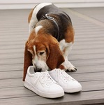 Win 1 of 3 Pairs of Hush Puppies ‘Spin’ Shoes Worth $169.95 from MiNDFOOD