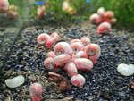 Pink Ram Horn Aquarium Snail (Aquarium Cleaner) $4.99 Each + $3.99 Postage ($14 Express, $0 SYD C&C) @ Sydney Aquascapes