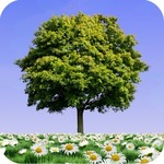 Summer tree live wallpaper  Free on ANDROID (was $1.00)