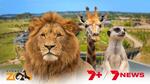Win 1 of 50 Sydney Zoo Family Passes Worth $134.96 from Seven Network [Codewords] [Sydney Residents]