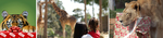 Win a Zoos Victoria Gift Membership for Yourself and a Friend Worth $180