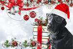 Win a Samsung Tablet in The Festive Bonus Draw #2 from BookDoggy - 2023