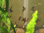 Baby Angelfish $9 Each + $14 Postage @ Sydney Aquascapes