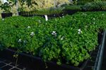 [TAS] Native Plant Giveaway @ City of Hobart (Cornelian Bay)